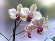 Nice Feng Shui Orchidee